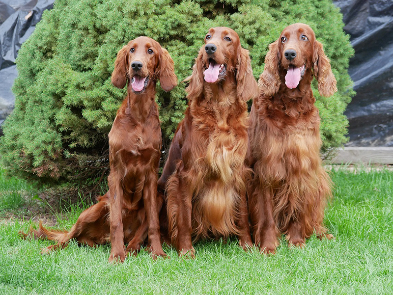 irish red setter