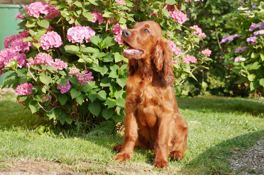 Aaron Arno Redweed irish red setter