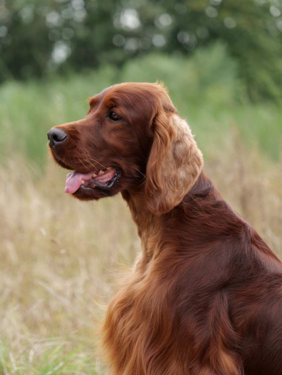 Aaron Arno Redweed irish red setter