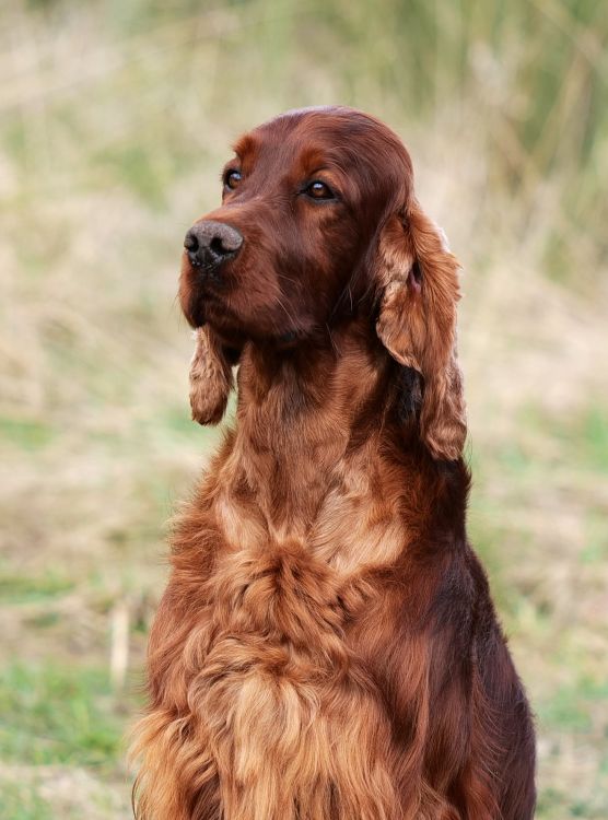 Aaron Arno Redweed irish red setter