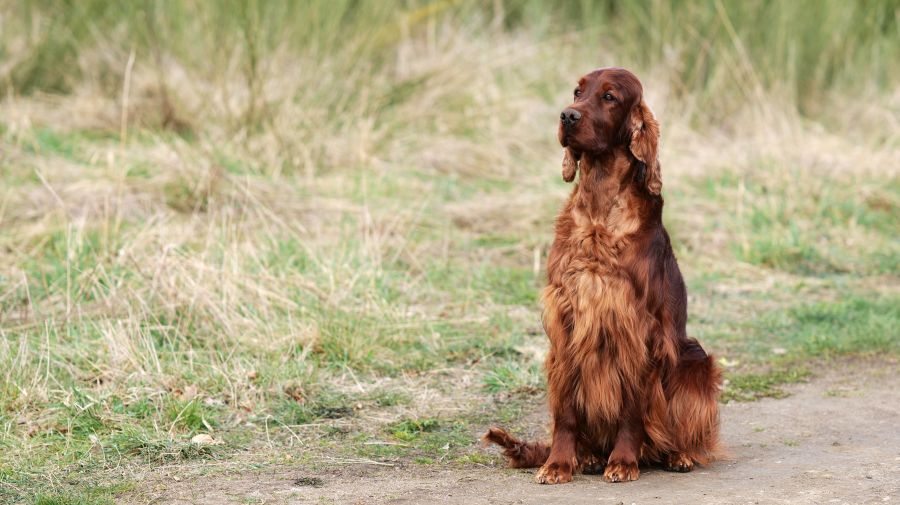 Aaron Arno Redweed irish red setter