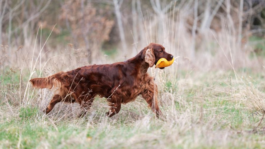 Aaron Arno Redweed irish red setter