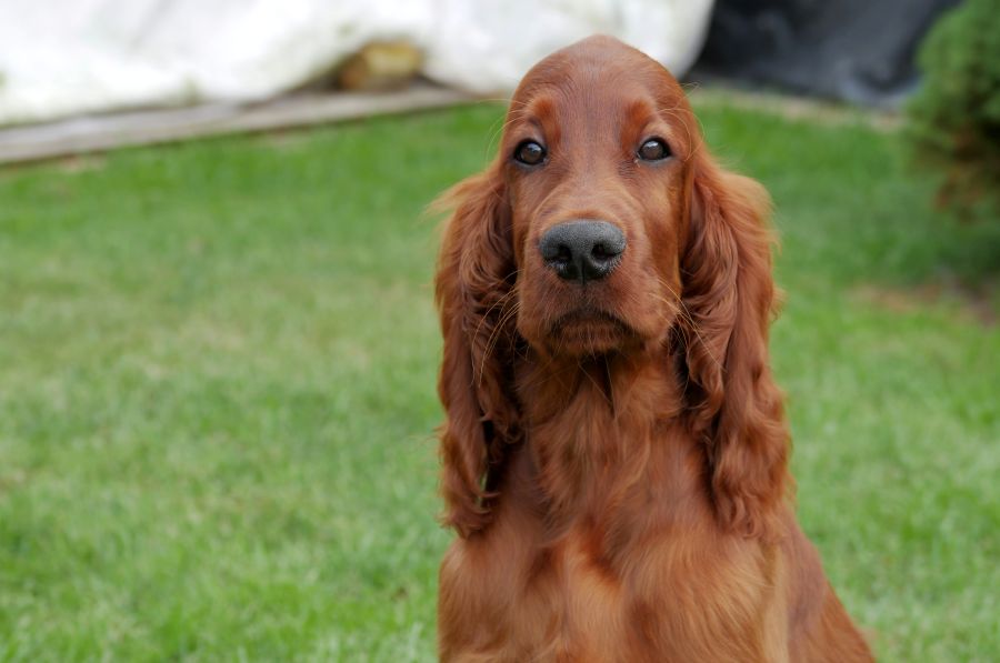 Aaron Arno Redweed irish red setter