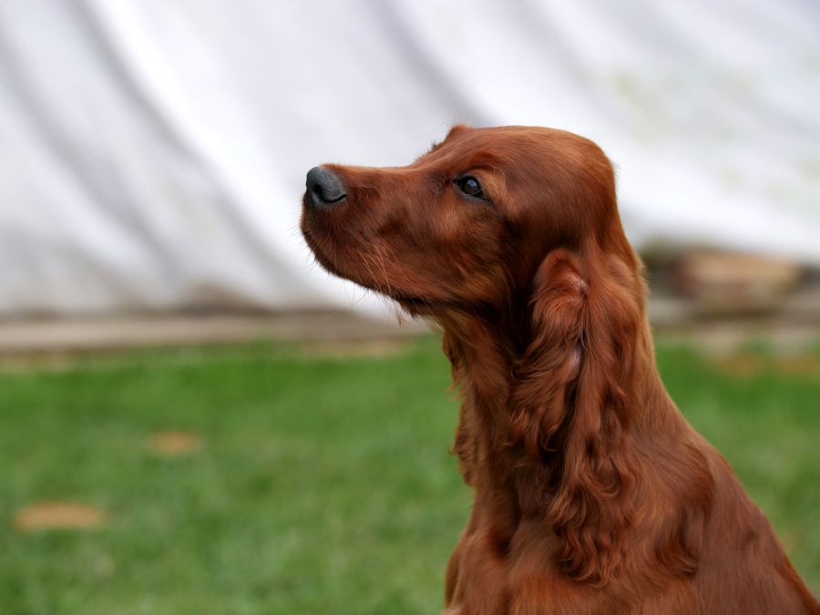 Aaron Arno Redweed irish red setter