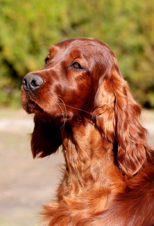 Aaron Arno Redweed irish red setter