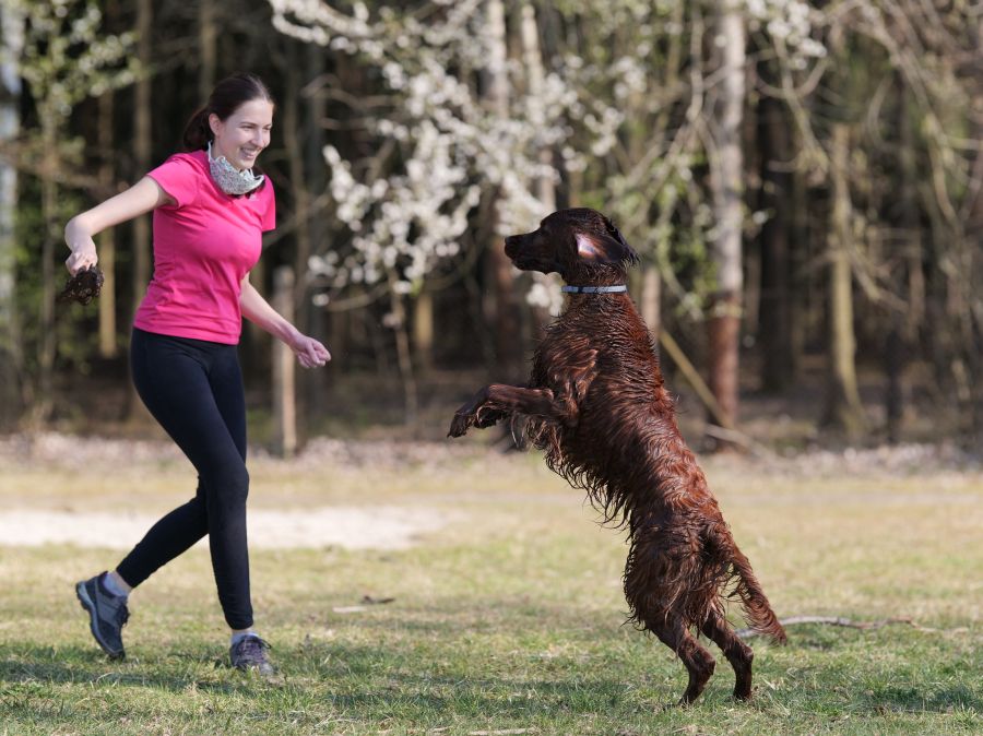 Aaron Arno Redweed irish red setter