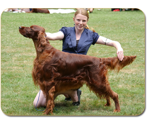 AGAR AKIMBO DAISY RAIN irish red setter