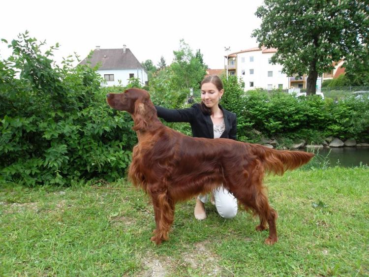 Agar Akimbo DAISY RAIN irish red setter