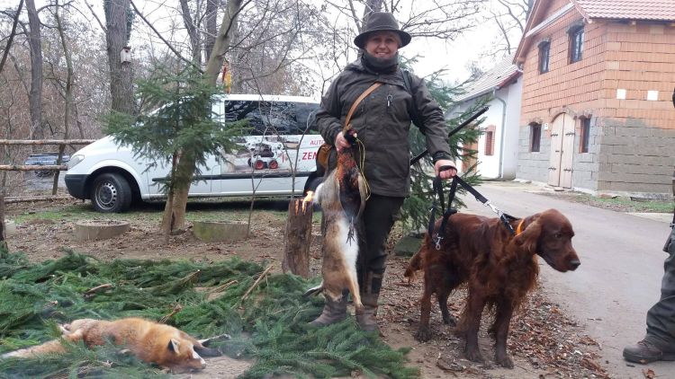 Agar Akimbo DAISY RAIN irish red setter