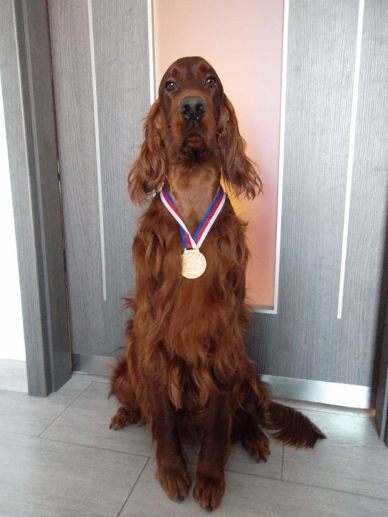 Agar Akimbo DAISY RAIN irish red setter