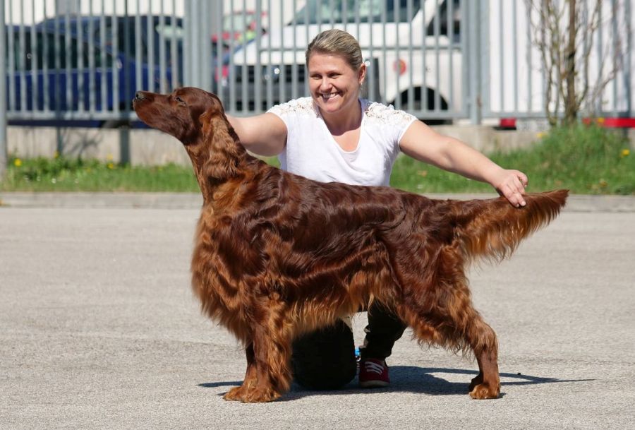 Agar Akimbo DAISY RAIN irish red setter