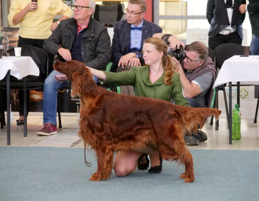 Agar Akimbo DAISY RAIN irish red setter