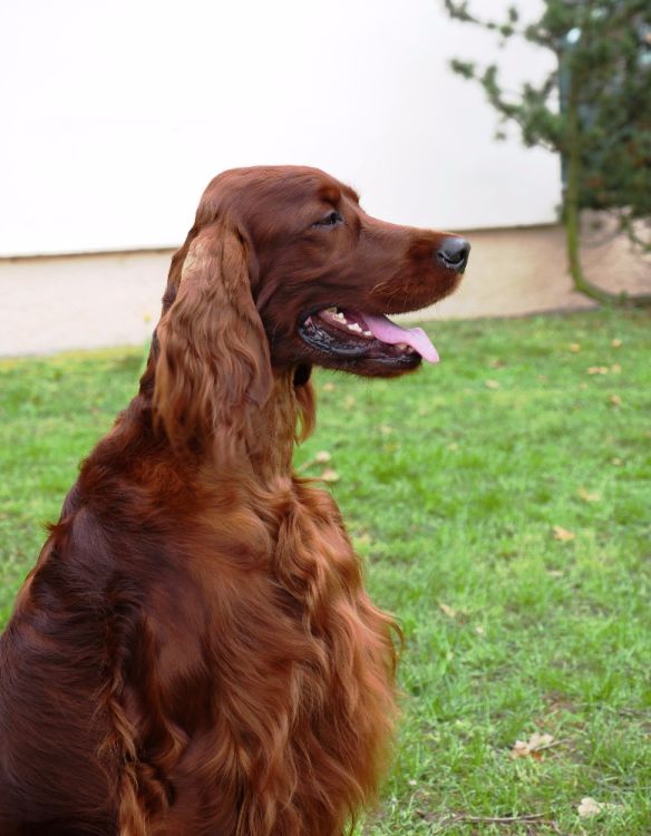 Agar Akimbo DAISY RAIN irish red setter