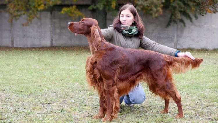 Agar Akimbo DAISY RAIN irish red setter