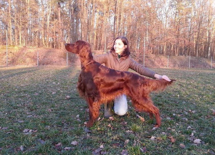 Agar Akimbo DAISY RAIN irish red setter