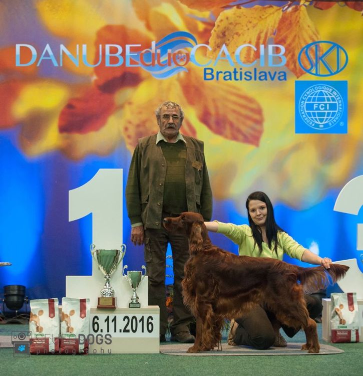 Agar Akimbo DAISY RAIN irish red setter