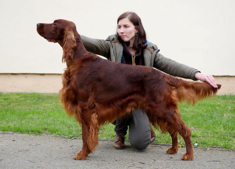 Agar Akimbo DAISY RAIN irish red setter