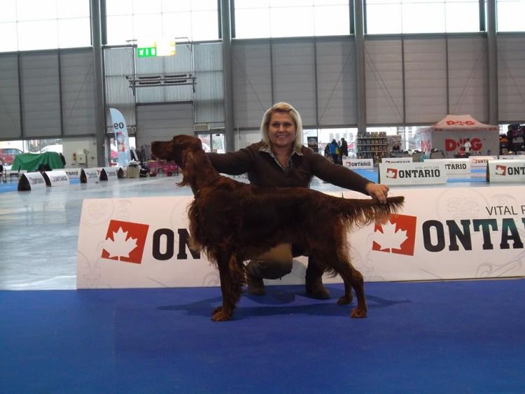 Agar Akimbo DAISY RAIN irish red setter