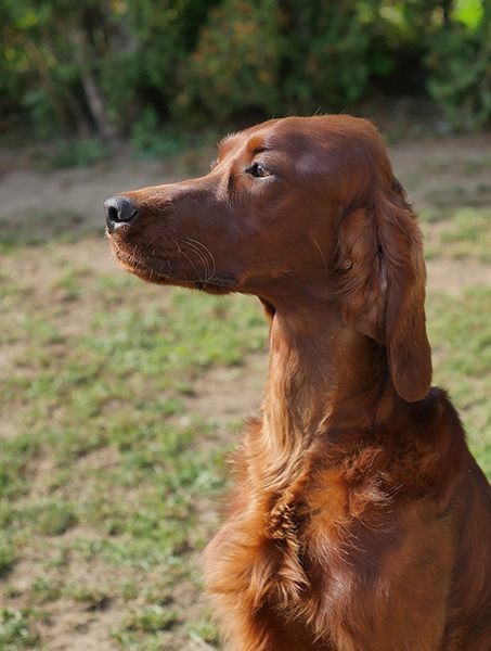 irish red setter