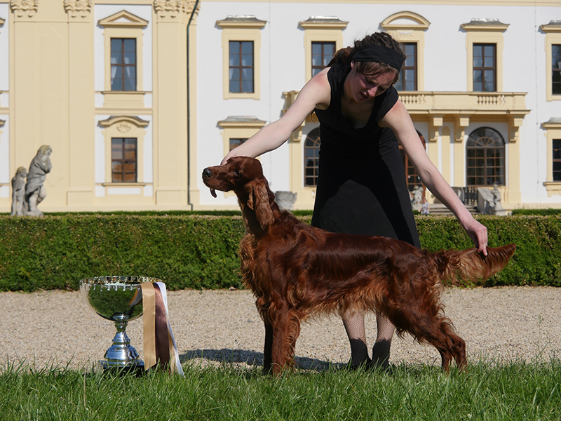 irish red setter