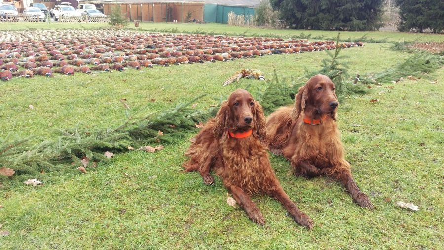 irish red setter