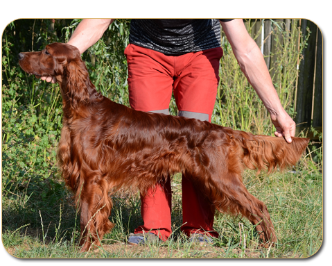 AMORE MIO DAISY RAIN irish red setter