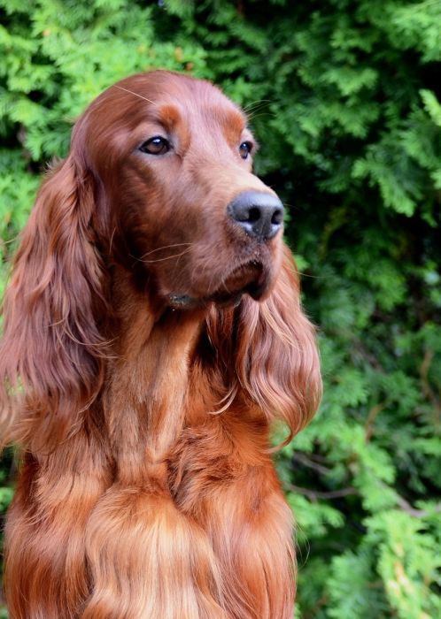 AMORE MIO DAISY RAIN irish red setter