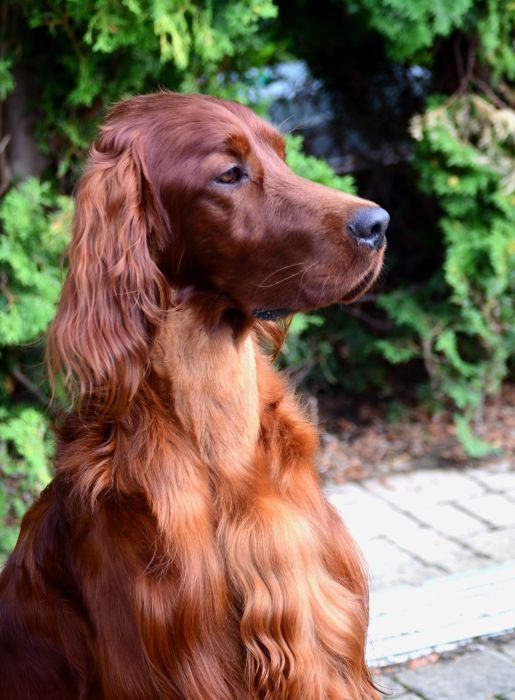 AMORE MIO DAISY RAIN irish red setter