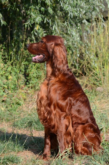 AMORE MIO DAISY RAIN irish red setter