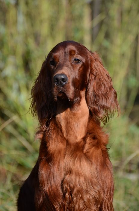 AMORE MIO DAISY RAIN irish red setter