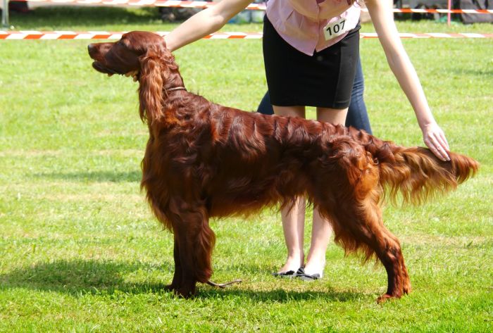 AMORE MIO DAISY RAIN irish red setter