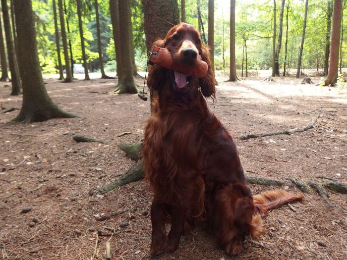 AMORE MIO DAISY RAIN irish red setter