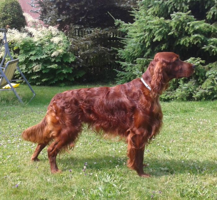 AMORE MIO DAISY RAIN irish red setter