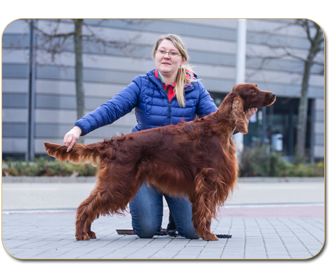 ANDY WARHOL DAISY RAIN irish red setter