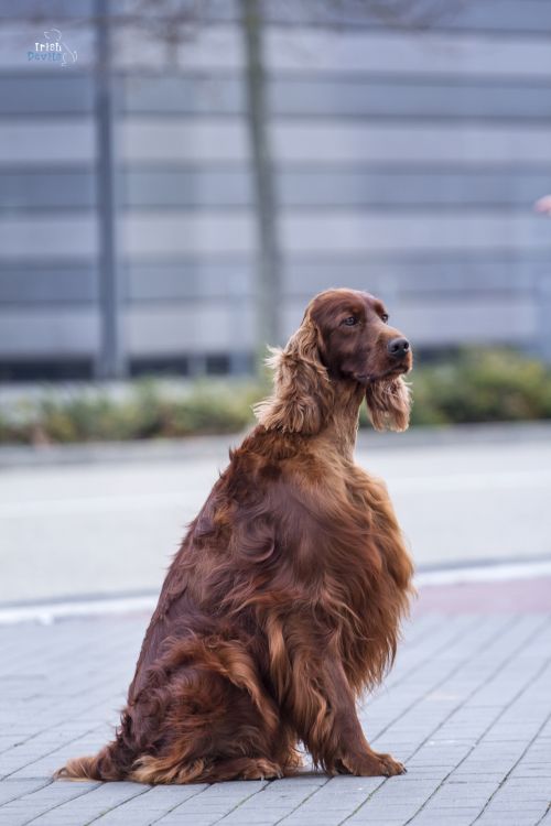 Andy Warhol DAISY RAIN irish red setter