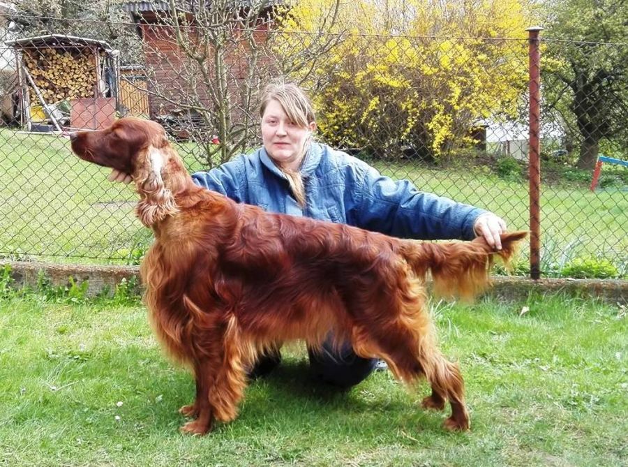 Andy Warhol DAISY RAIN irish red setter