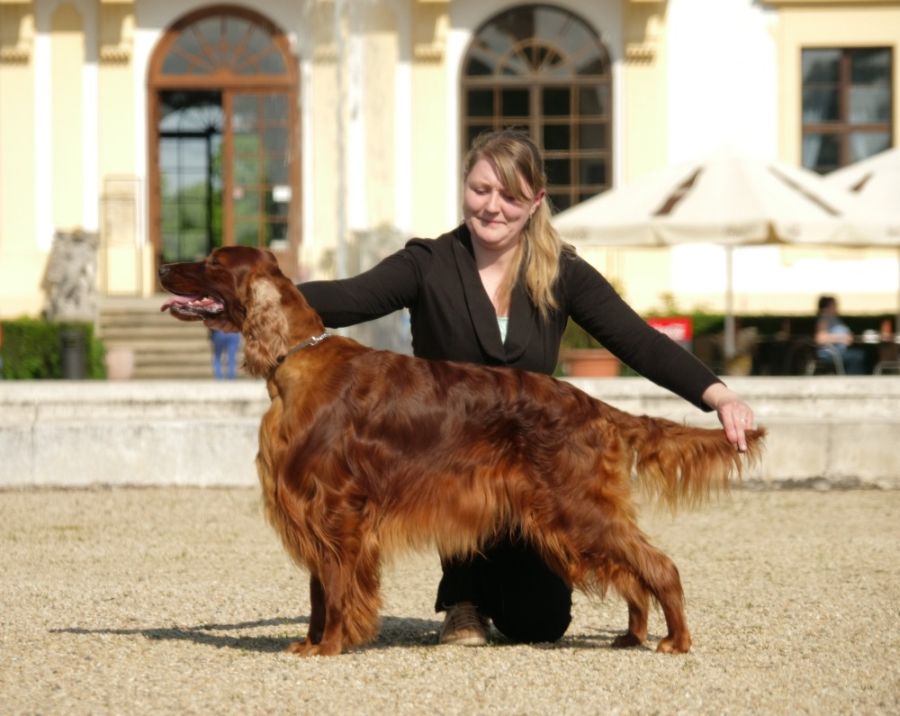 Andy Warhol DAISY RAIN irish red setter