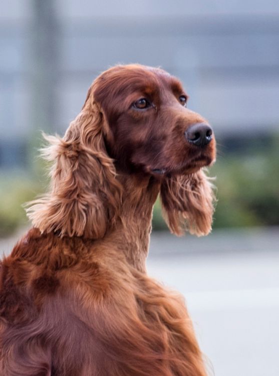 Andy Warhol DAISY RAIN irish red setter