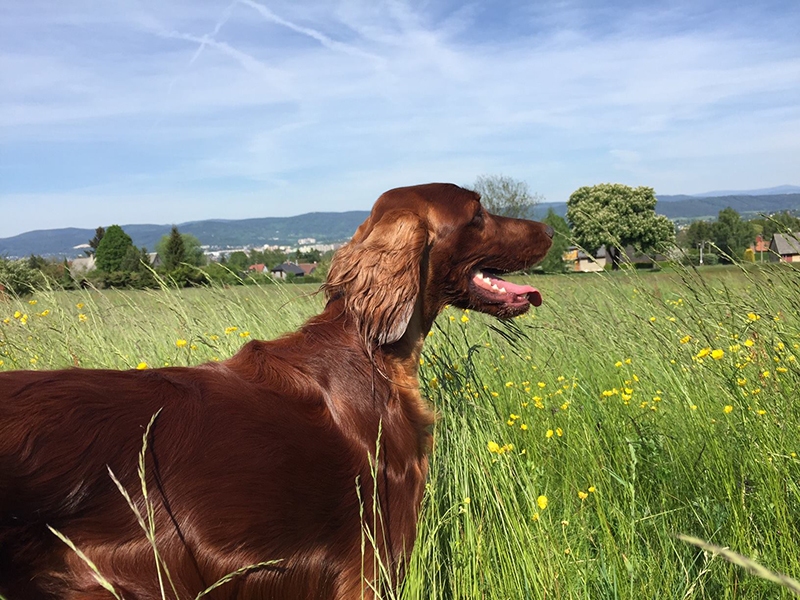 irish red setter