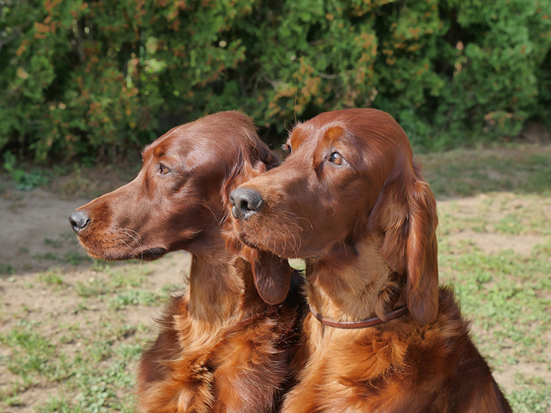 irish red setter