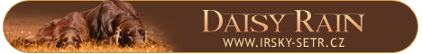 Banner irsk setr Daisy Rain