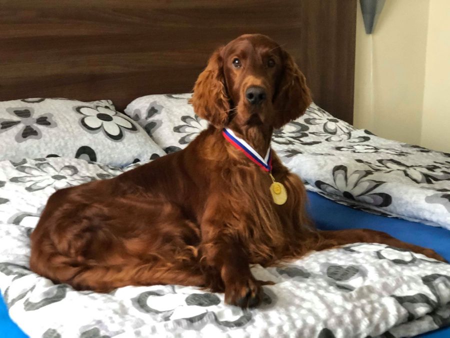 irish red setter