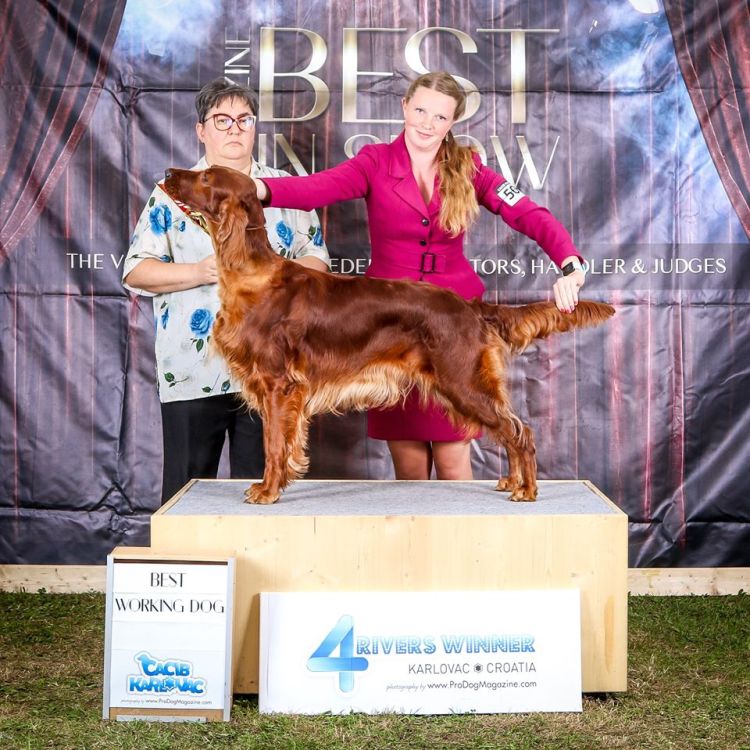 Betty Barcley DAISY RAIN irsk setr