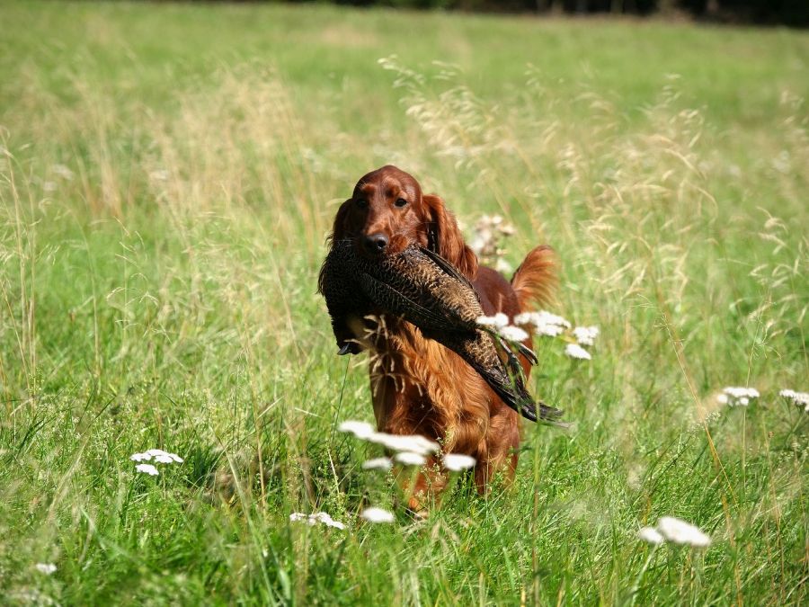 Betty Barcley DAISY RAIN irsk setr