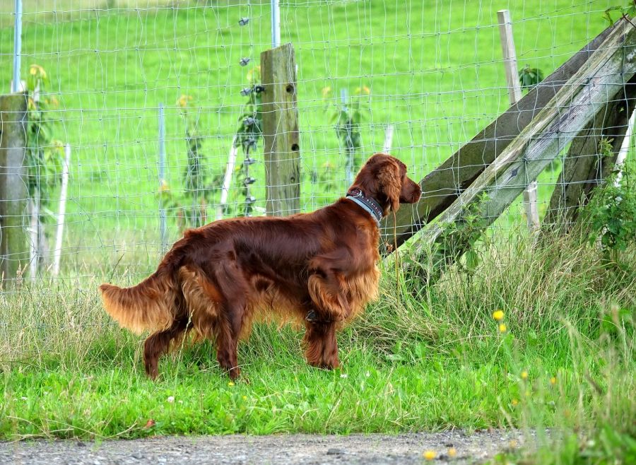 Betty Barcley DAISY RAIN irsk setr