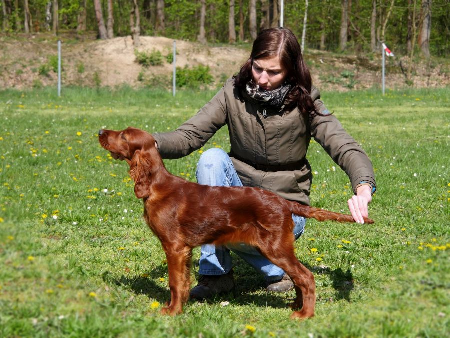Betty Barcley DAISY RAIN irsk setr