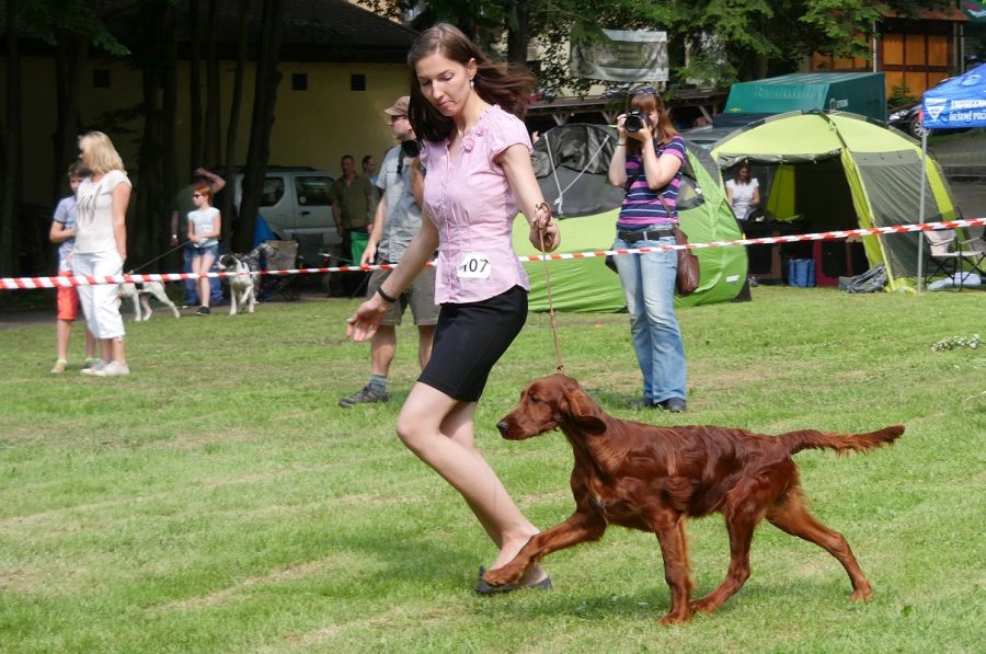 Betty Barcley DAISY RAIN irsk setr