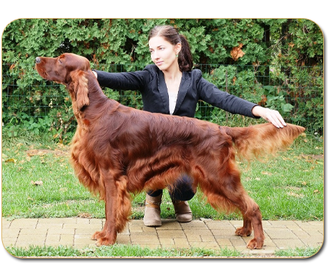 Black Jack Daisy Rain irish red setter