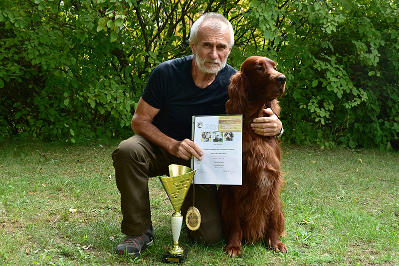 irish red setter