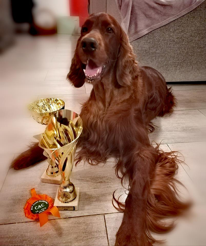 irish red setter